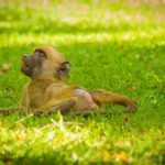 Foto safari Botswana 2017