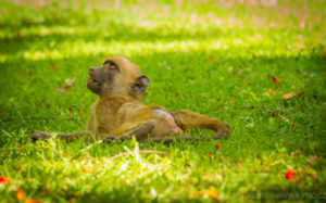 Foto safari Botswana 2017