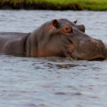 Foto safari Botswana 2017