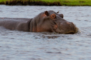 Foto safari Botswana 2017