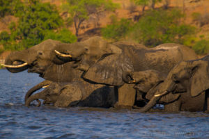 Foto safari Botswana 2017