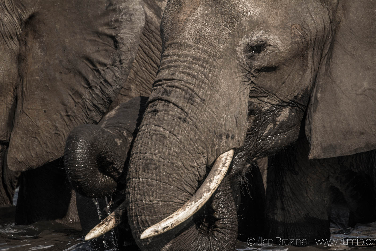 Foto safari Botswana 2017