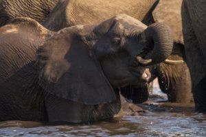 Foto safari Botswana 2017