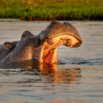 Foto safari Botswana 2017