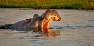 Foto safari Botswana 2017
