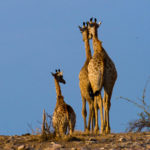 Foto safari Botswana 2017