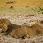 Foto safari Botswana 2017
