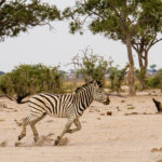 Foto safari Botswana 2017