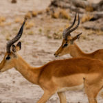 Foto safari Botswana 2017