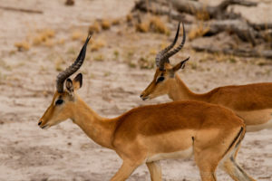 Foto safari Botswana 2017