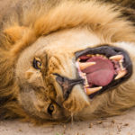 Foto safari Botswana 2017