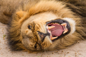 Foto safari Botswana 2017