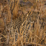 Foto safari Botswana 2017