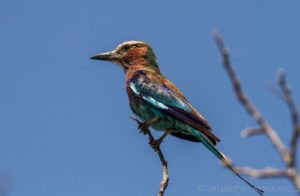 Foto safari Botswana 2017