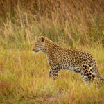 Foto safari Botswana 2017