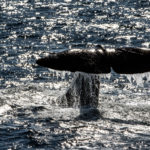 Fotoexpedice Lofoty 2018