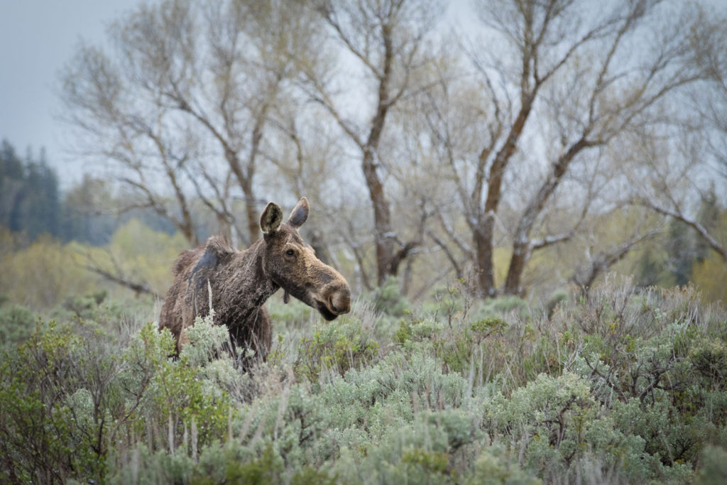 Fotoexpedice Yellowstone 2020