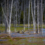 Fotoexpedice Yellowstone 2020