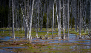 Fotoexpedice Yellowstone 2020