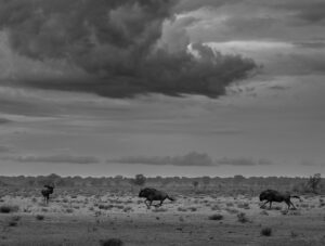 Afrika 2025